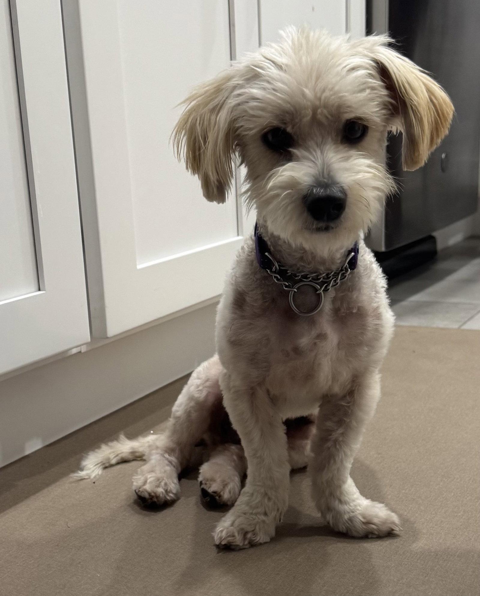Bentley, a Adoptable mixed breed in Valrico, FL image 2/3