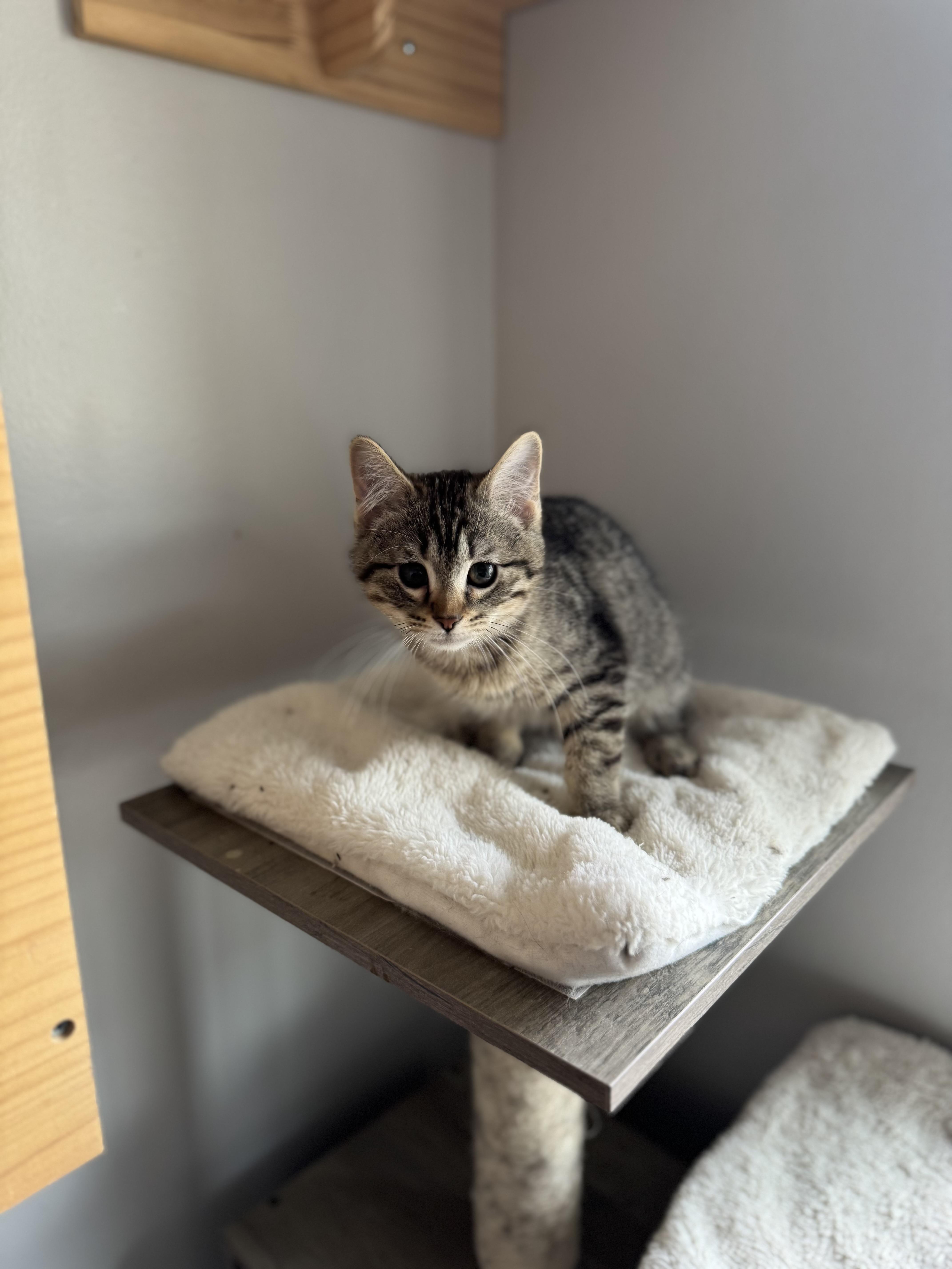 Enlarge Quesadilla, an adopted mixed breed in Midvale, UT image 3/4