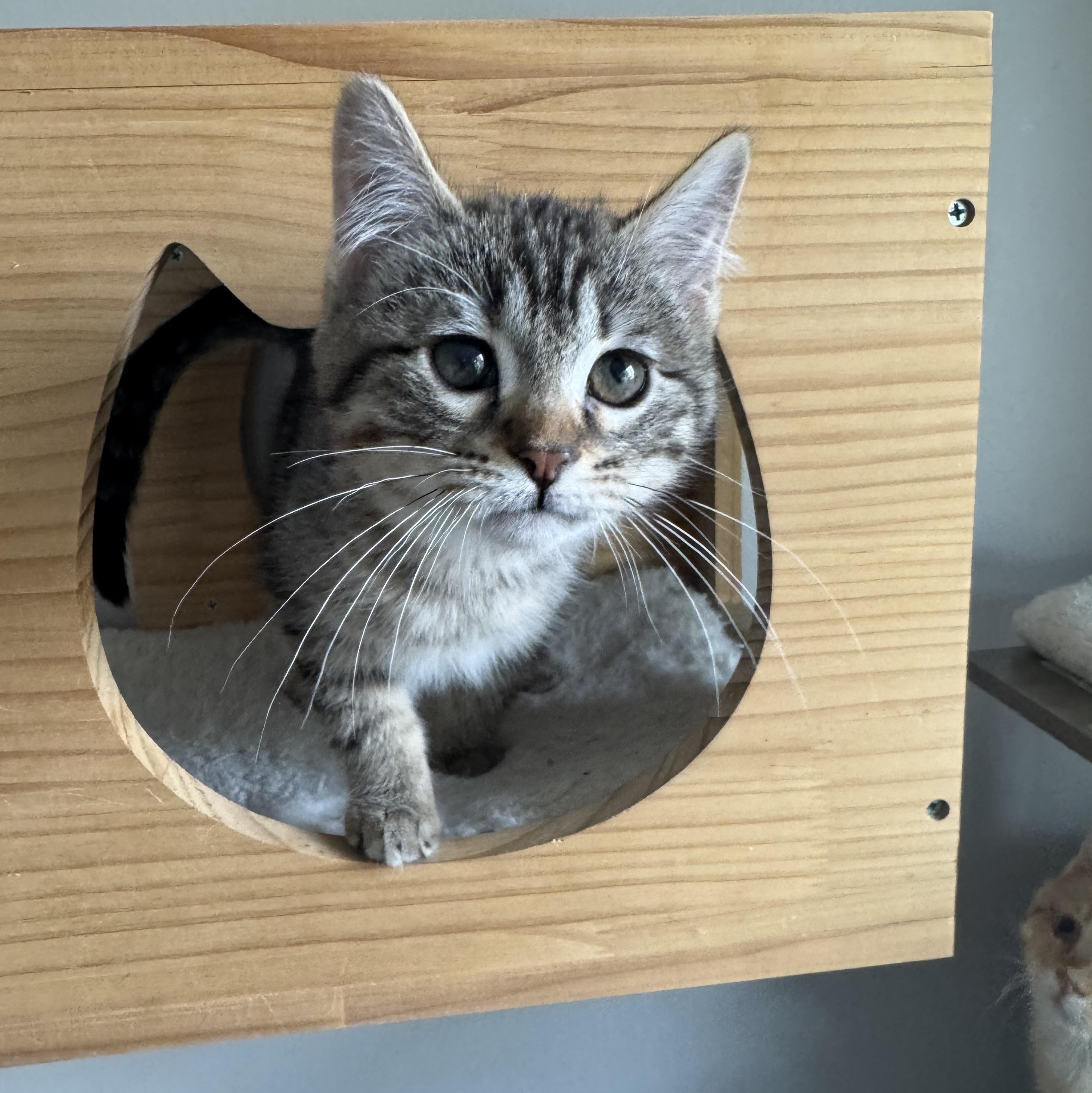 Enlarge Quesadilla, an adopted mixed breed in Midvale, UT image 1/4