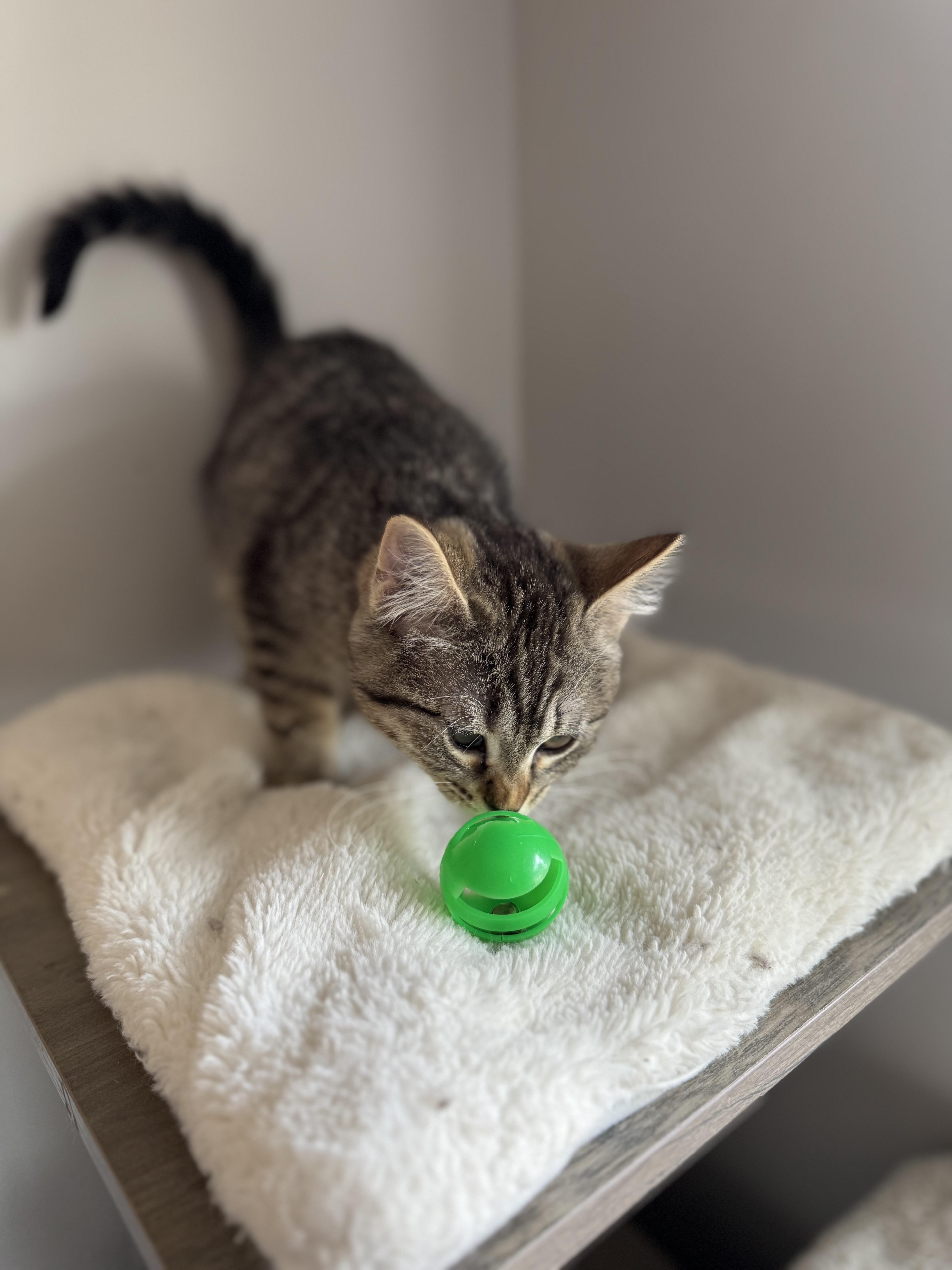 Enlarge Quesadilla, an adopted mixed breed in Midvale, UT image 2/4