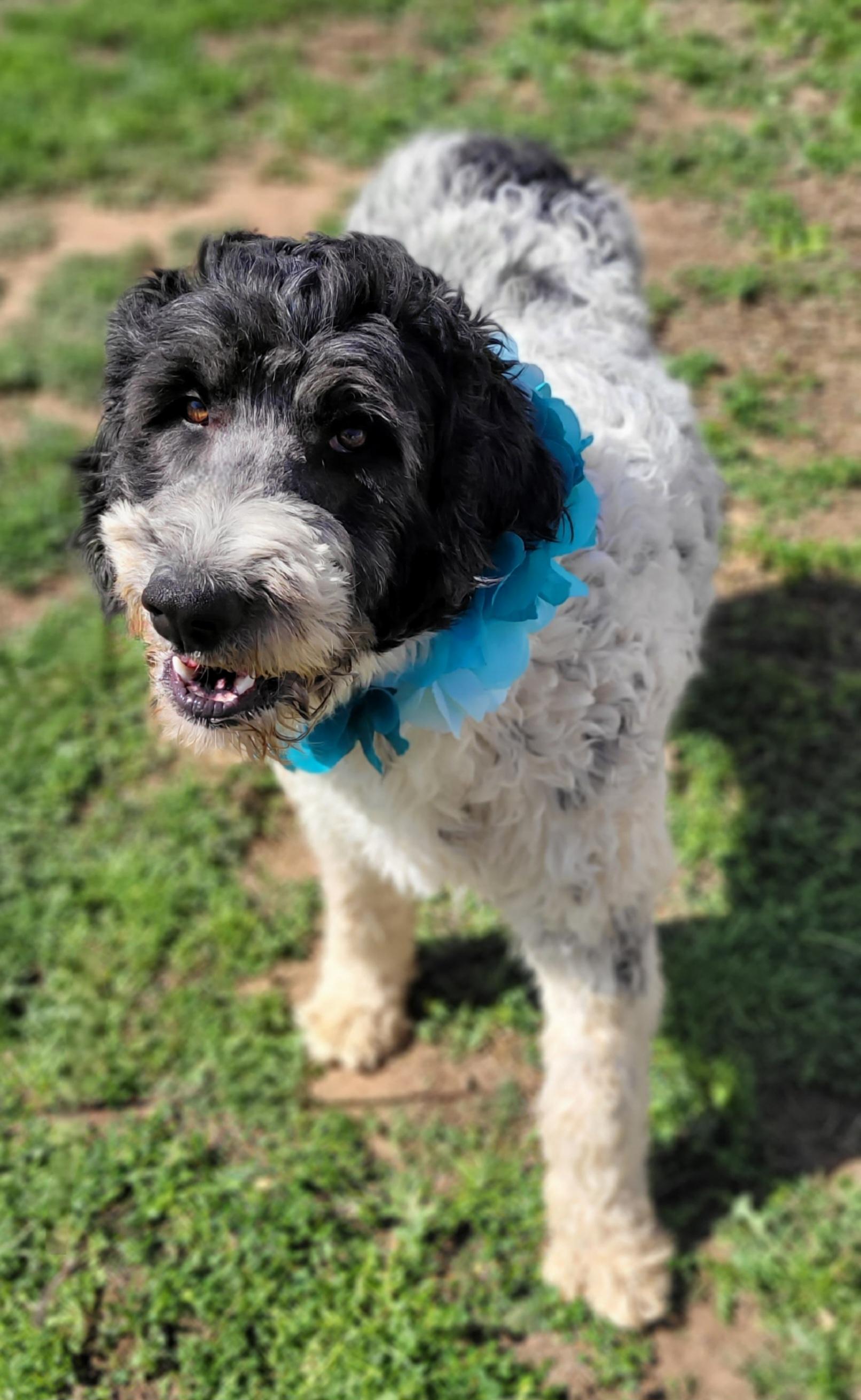 Enlarge Parker, a ADOPTABLE mixed breed in Vernon, TX image 1/2