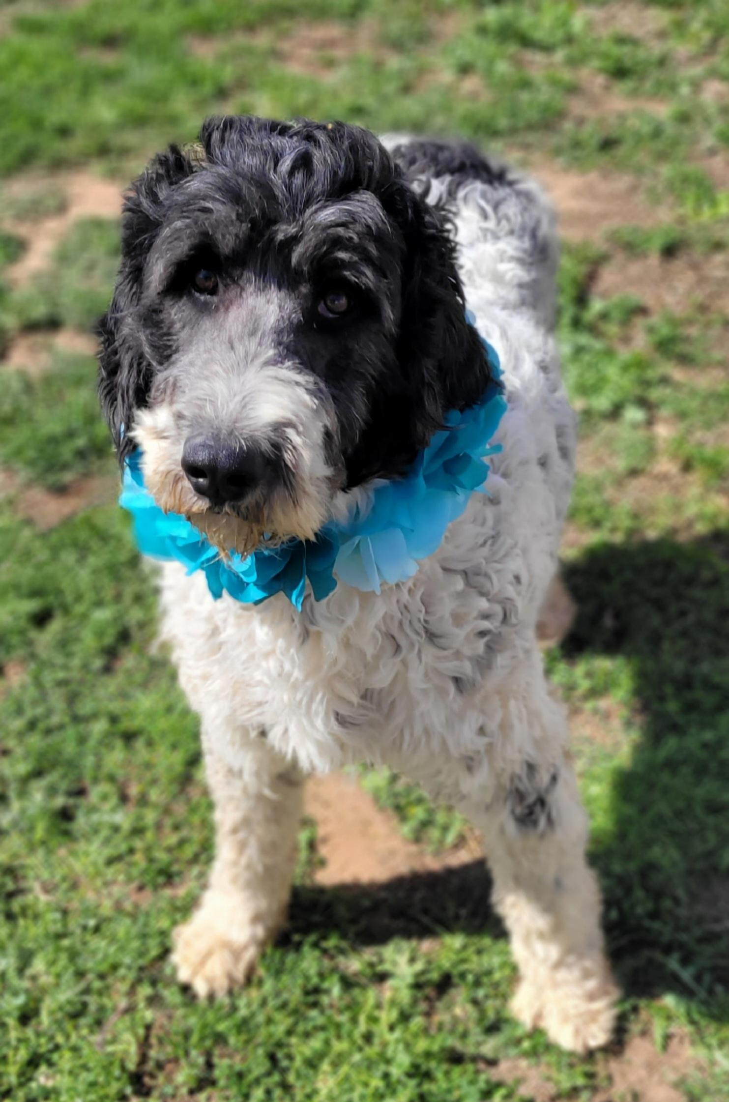 Enlarge Parker, a ADOPTABLE mixed breed in Vernon, TX image 2/2