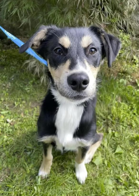Enlarge Sugar Plum, a Adoptable mixed breed in Pleasant Valley, NY image 1/2