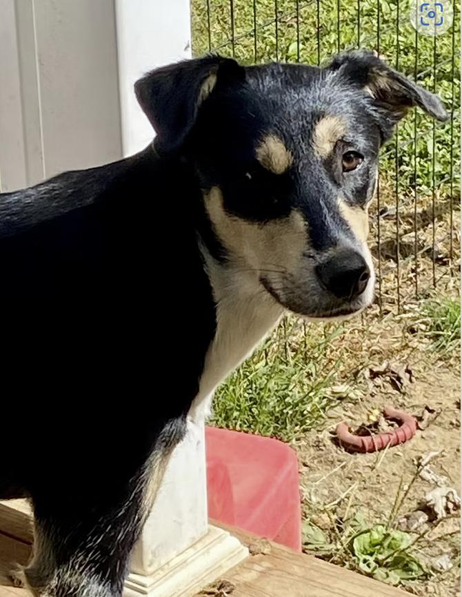 Enlarge Sugar Plum, a Adoptable mixed breed in Pleasant Valley, NY image 2/2