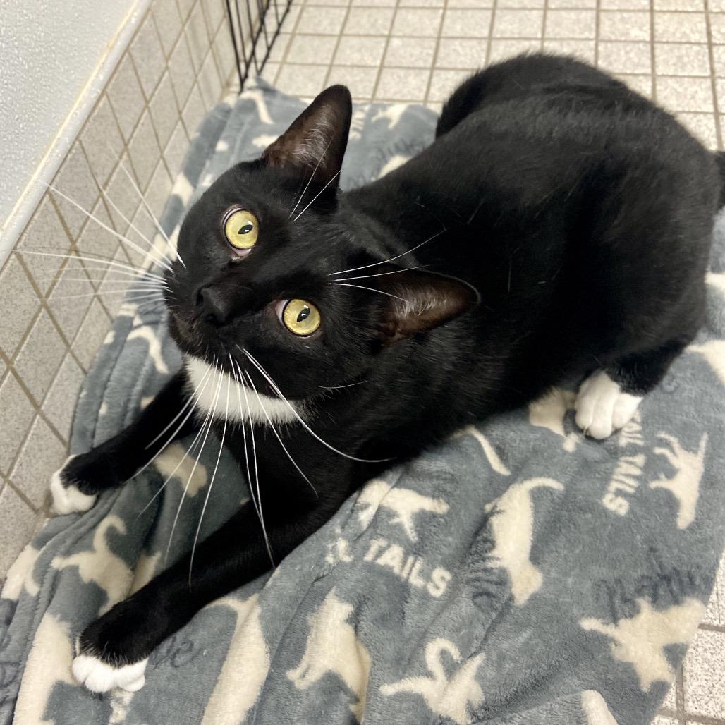 Enlarge Loki, a Adoptable Domestic Short Hair in Westhampton, NY image 1/4