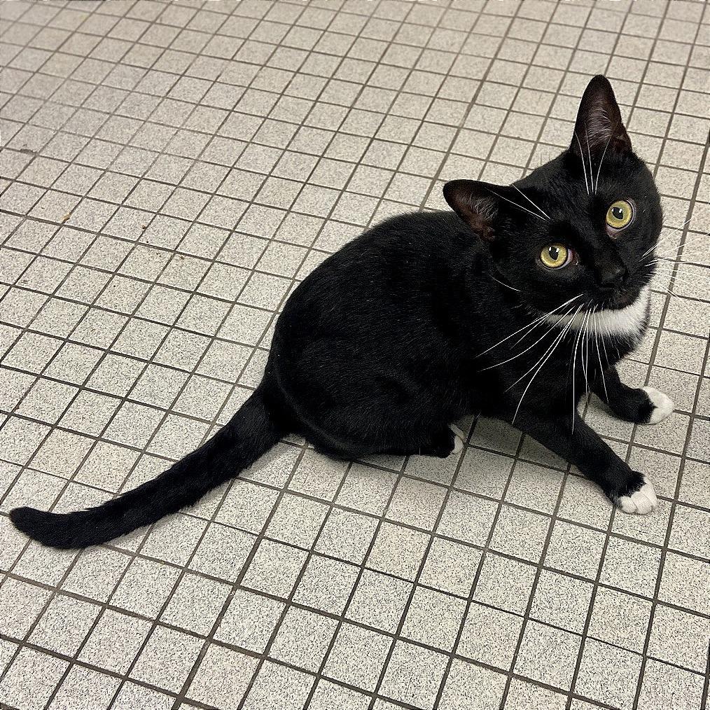 Enlarge Loki, a Adoptable Domestic Short Hair in Westhampton, NY image 2/4