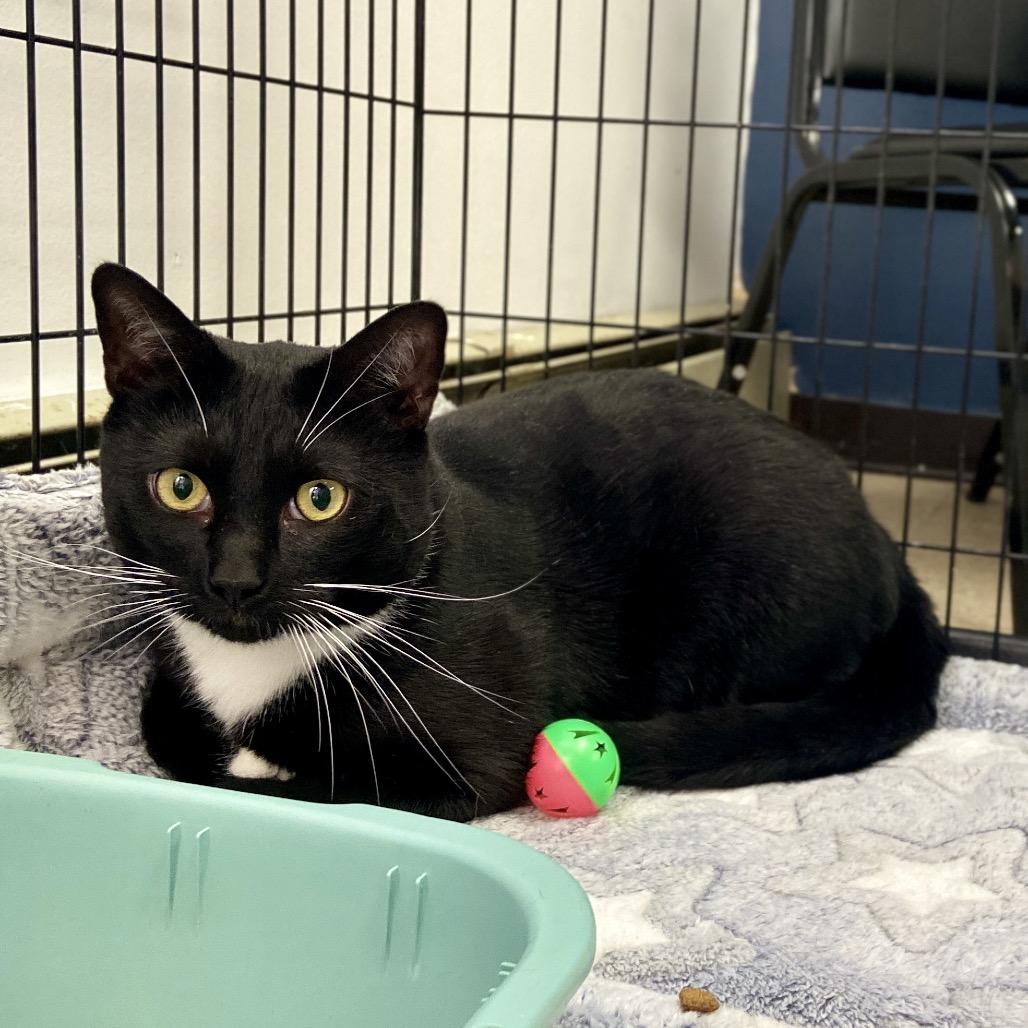 Enlarge Loki, a Adoptable Domestic Short Hair in Westhampton, NY image 3/4