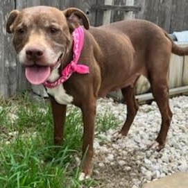 Sienna, a Adoptable American Staffordshire Terrier in Sugar Land, TX image 5/6