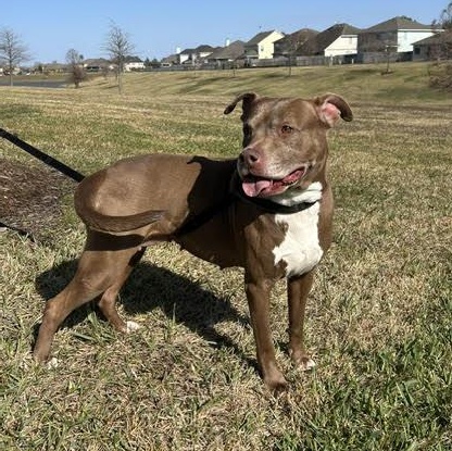 Enlarge Sienna, a Adoptable American Staffordshire Terrier in Sugar Land, TX image 1/6