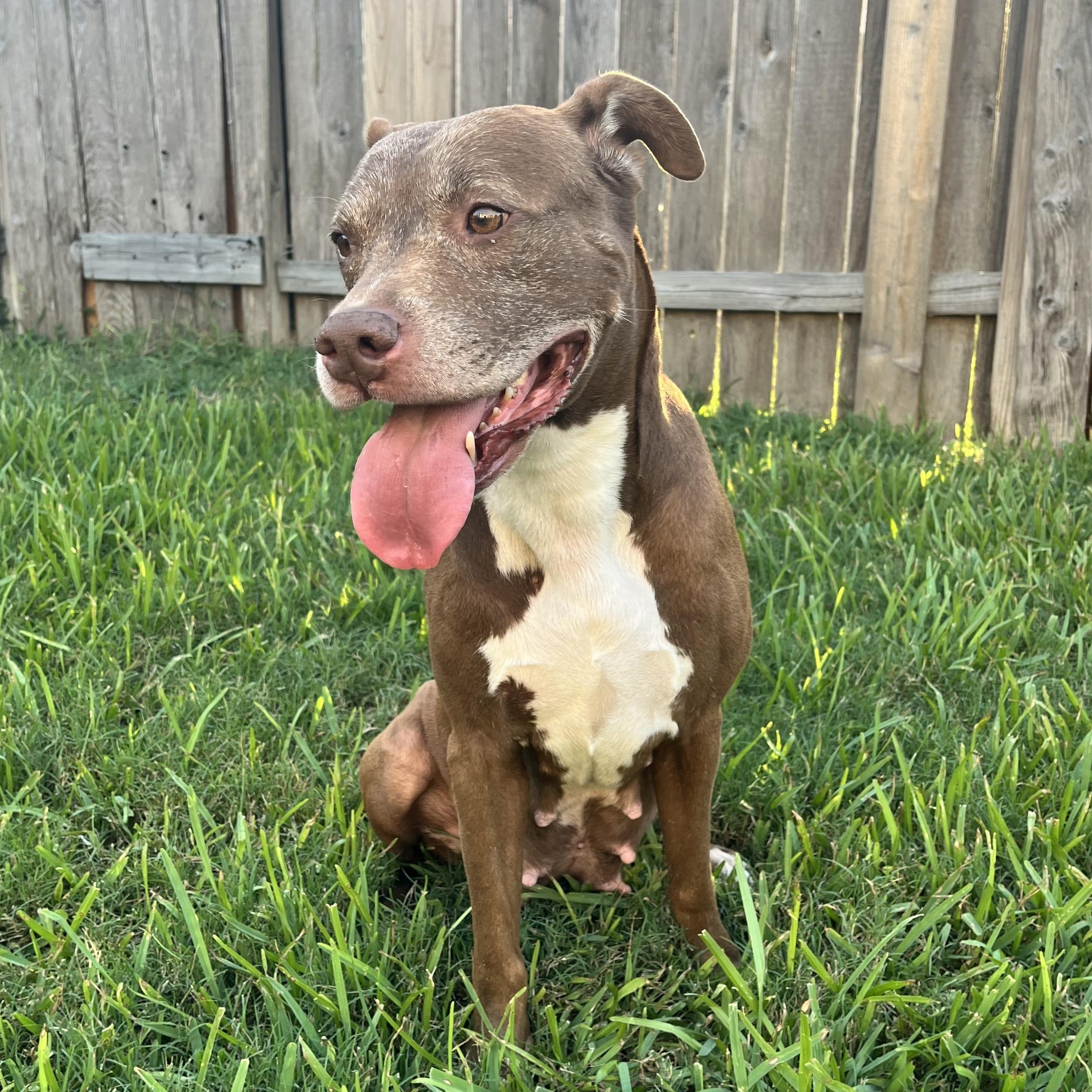 Sienna, a Adoptable American Staffordshire Terrier in Sugar Land, TX image 2/6