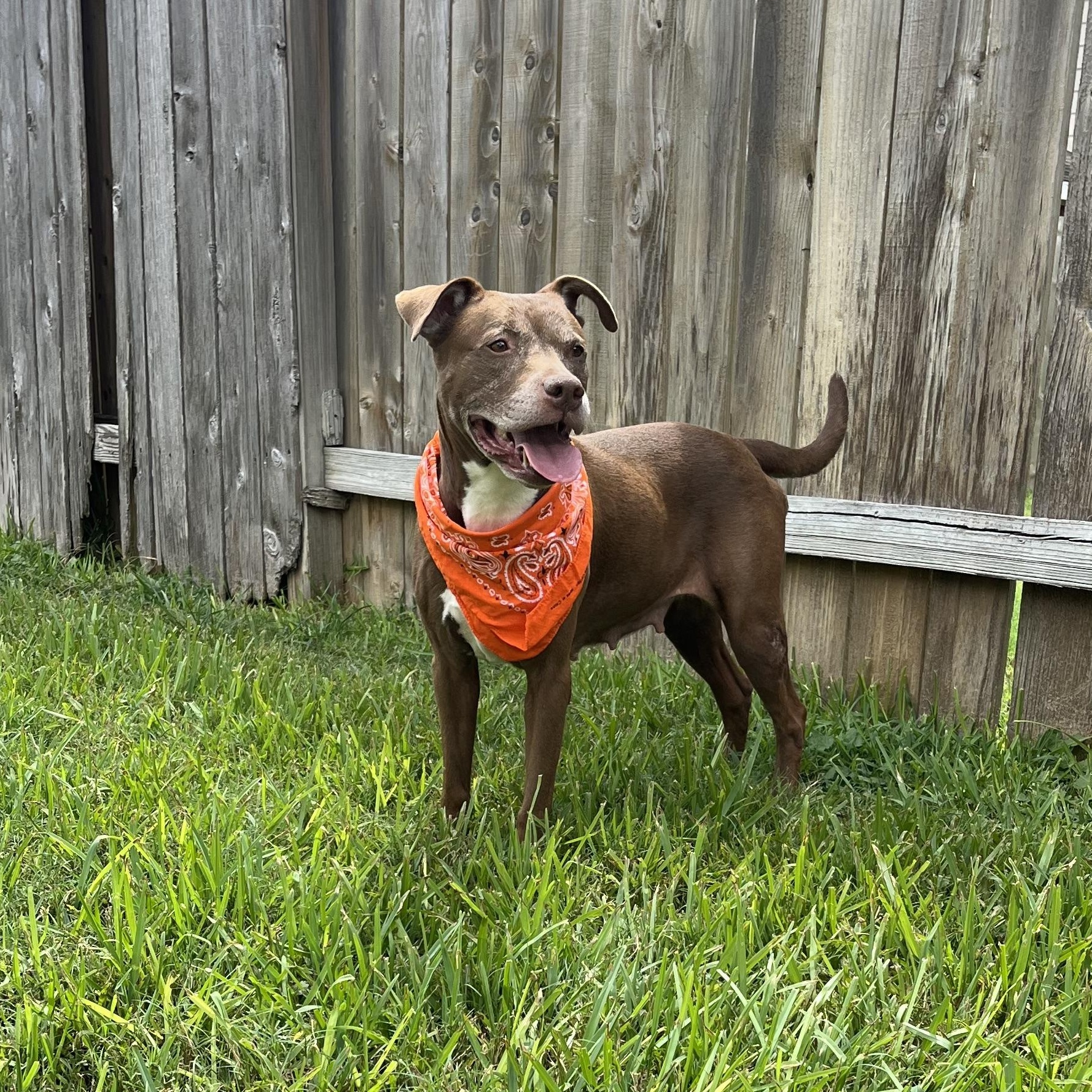 Sienna, a Adoptable American Staffordshire Terrier in Sugar Land, TX image 1/6