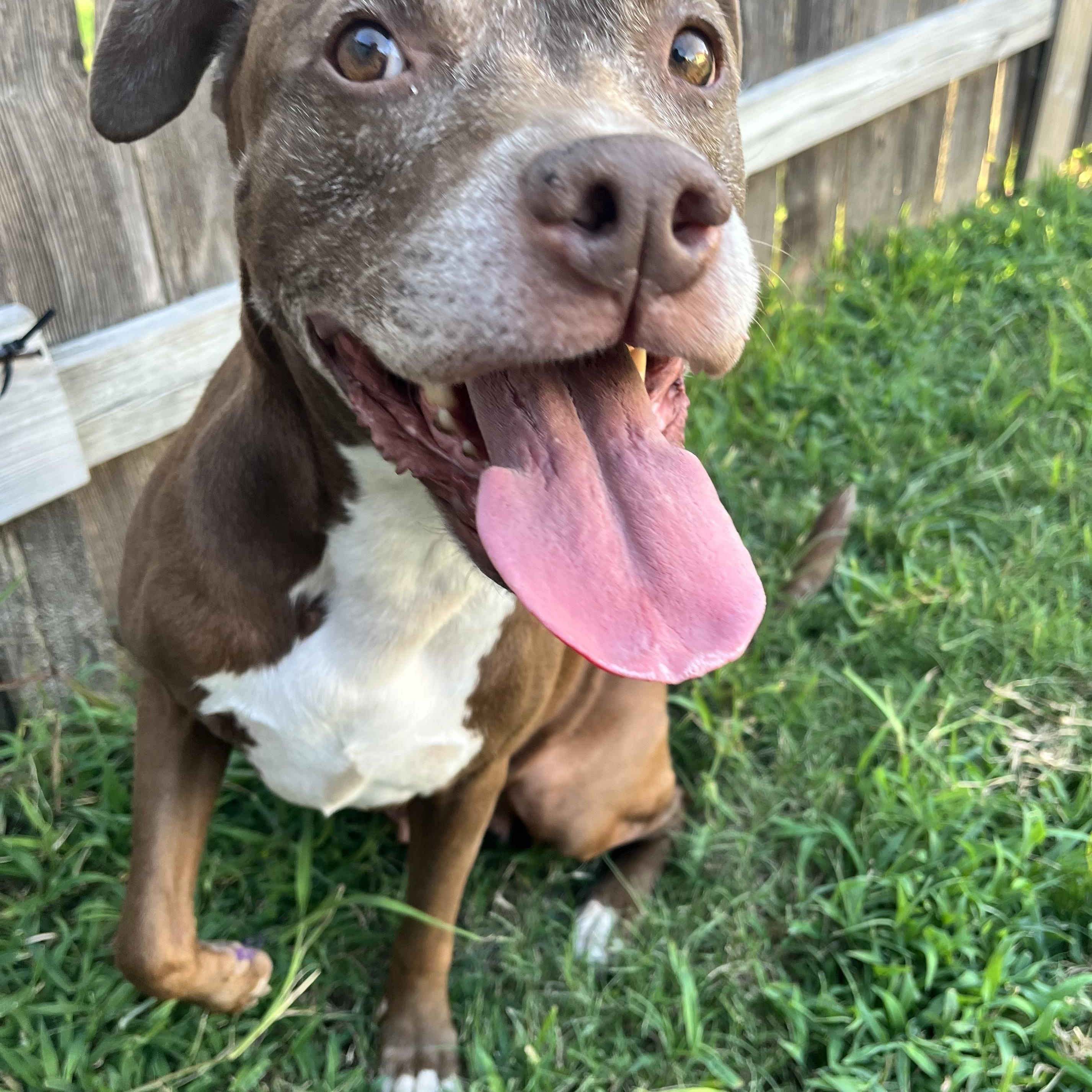 Sienna, a Adoptable American Staffordshire Terrier in Sugar Land, TX image 6/6
