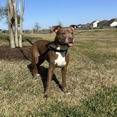 Enlarge Sienna, a Adoptable American Staffordshire Terrier in Sugar Land, TX image 4/6