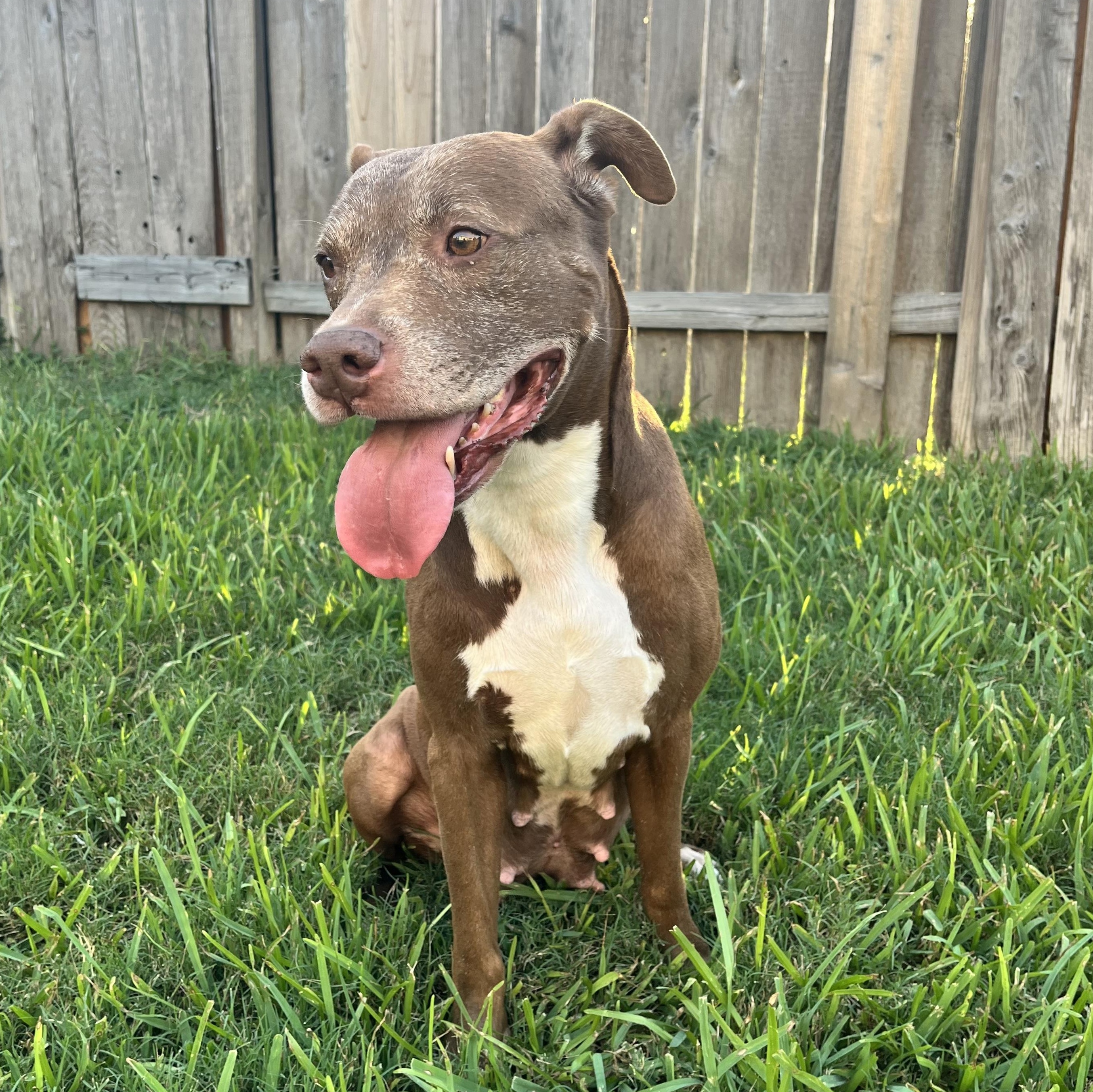 Enlarge Sienna, a Adoptable American Staffordshire Terrier in Sugar Land, TX image 3/6
