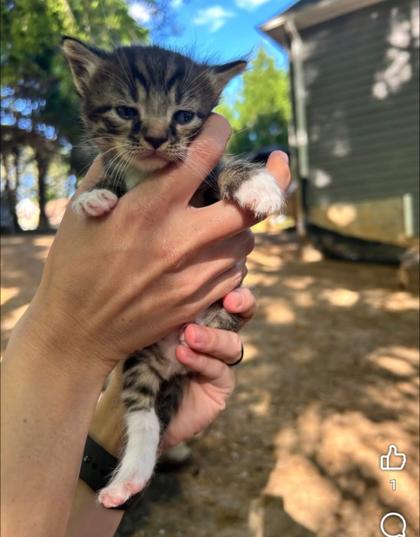 Oingo Boingo, Adoptable, Kitten Male Domestic Short Hair & Domestic Short Hair.