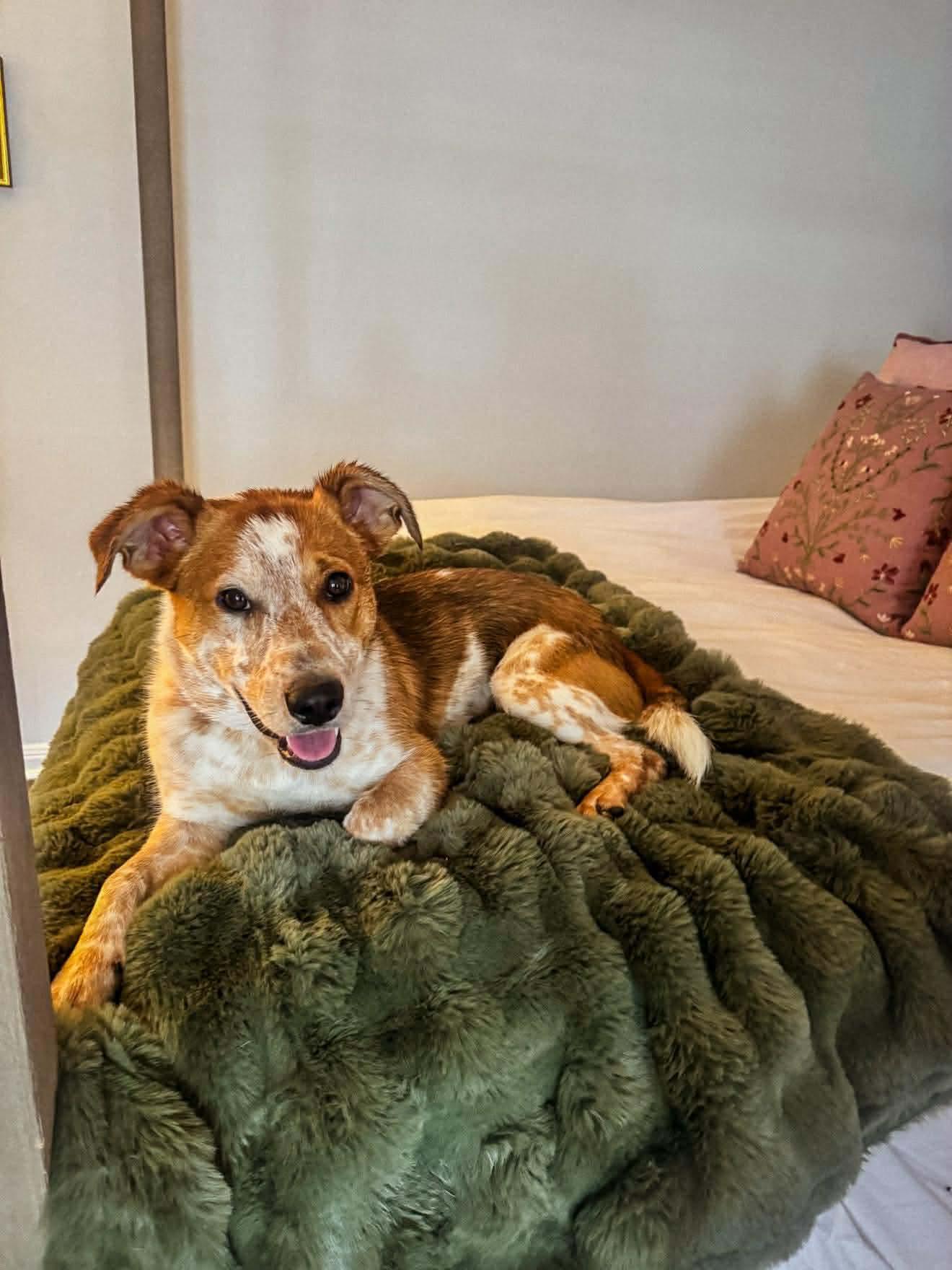 Banks, a Adoptable mixed breed in Walker, LA image 2/2