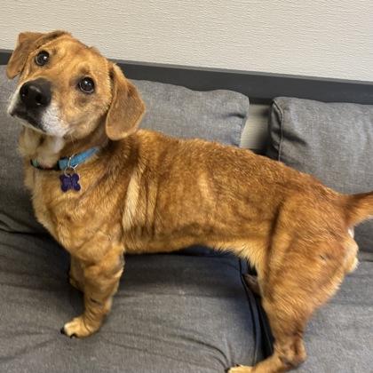 Enlarge Diesel, an adopted mixed breed in Lansing, MI image 2/3