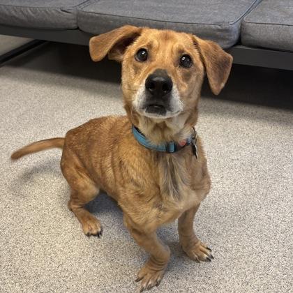 Enlarge Diesel, an adopted mixed breed in Lansing, MI image 1/3