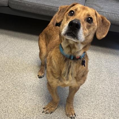 Enlarge Diesel, an adopted mixed breed in Lansing, MI image 3/3