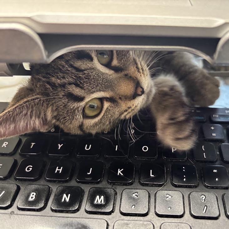 Tonka, Adoptable, Kitten Female Domestic Short Hair.