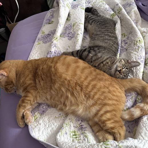 Enlarge Tonka, a Adoptable Domestic Short Hair in Chicago, IL image 2/6