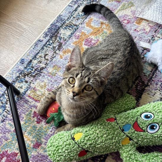 Enlarge Tonka, a Adoptable Domestic Short Hair in Chicago, IL image 3/6
