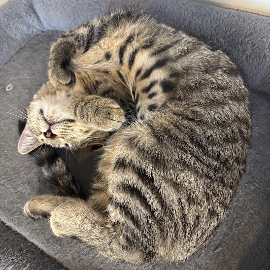 Enlarge Tonka, a Adoptable Domestic Short Hair in Chicago, IL image 4/6