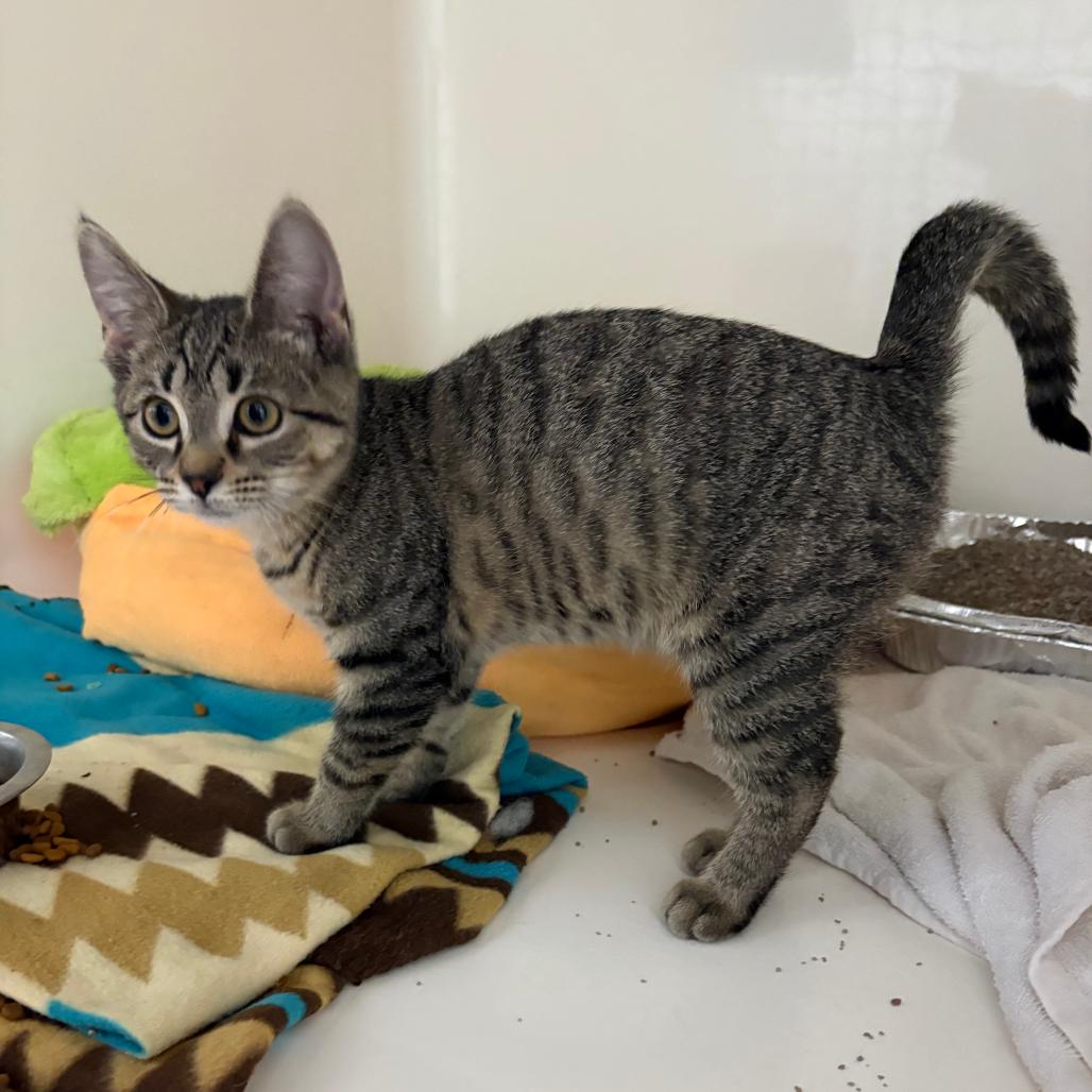 Enlarge Tonka, a Adoptable Domestic Short Hair in Chicago, IL image 5/6