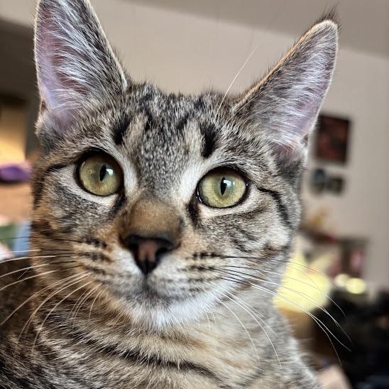 Enlarge Tonka, a Adoptable Domestic Short Hair in Chicago, IL image 6/6