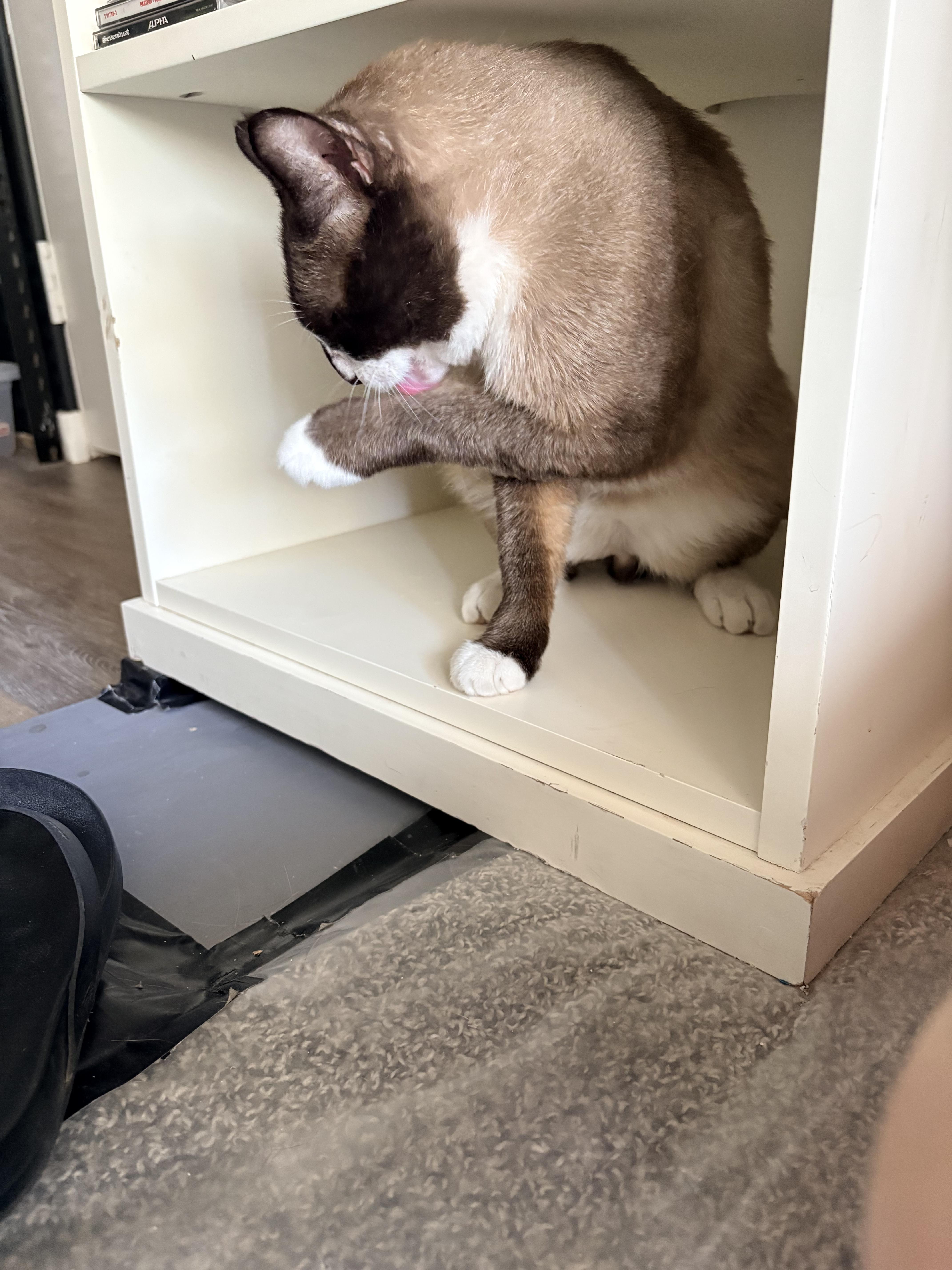Enlarge Murphy, a ADOPTABLE Burmese in Queen Creek, AZ image 2/5