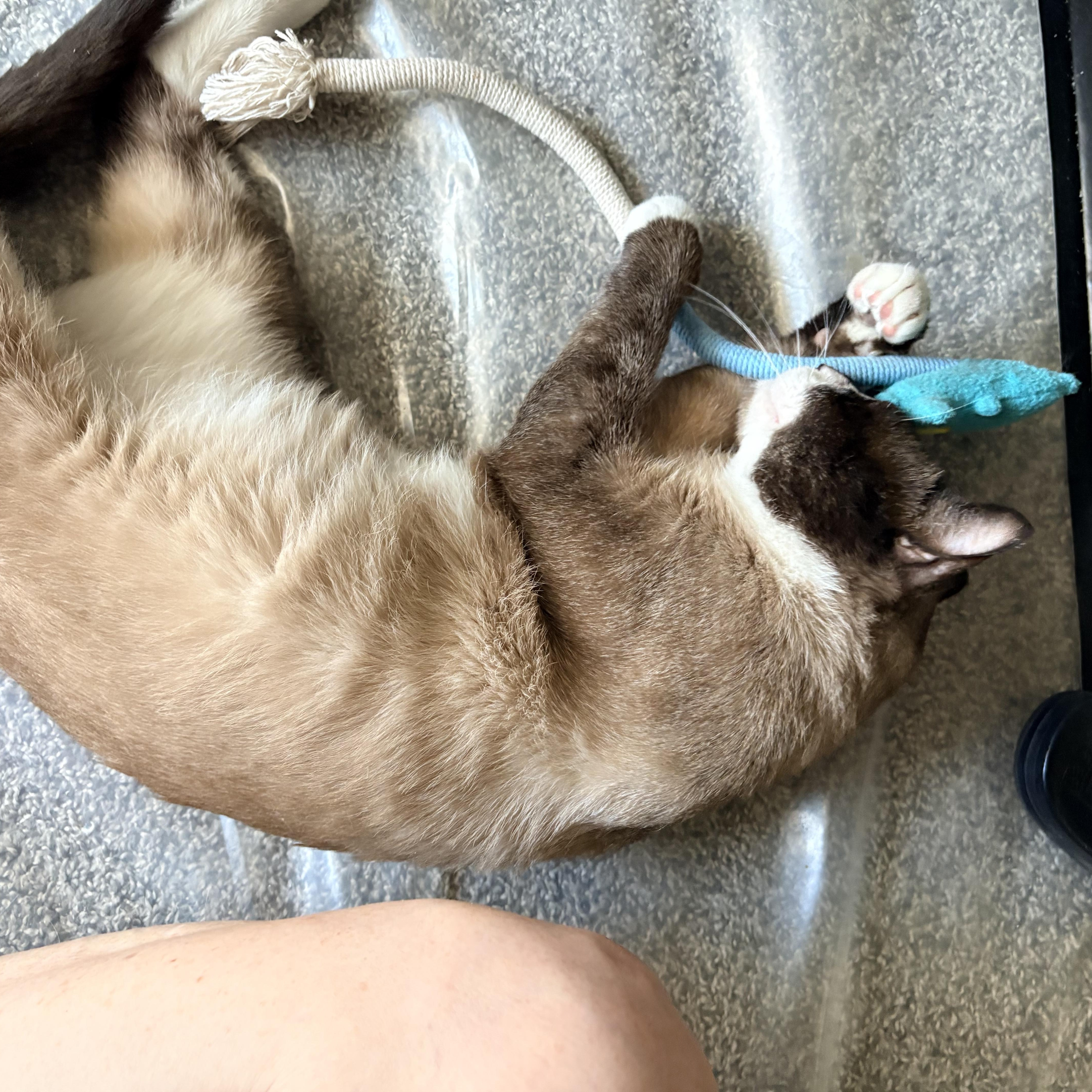 Enlarge Murphy, a ADOPTABLE Burmese in Queen Creek, AZ image 3/5