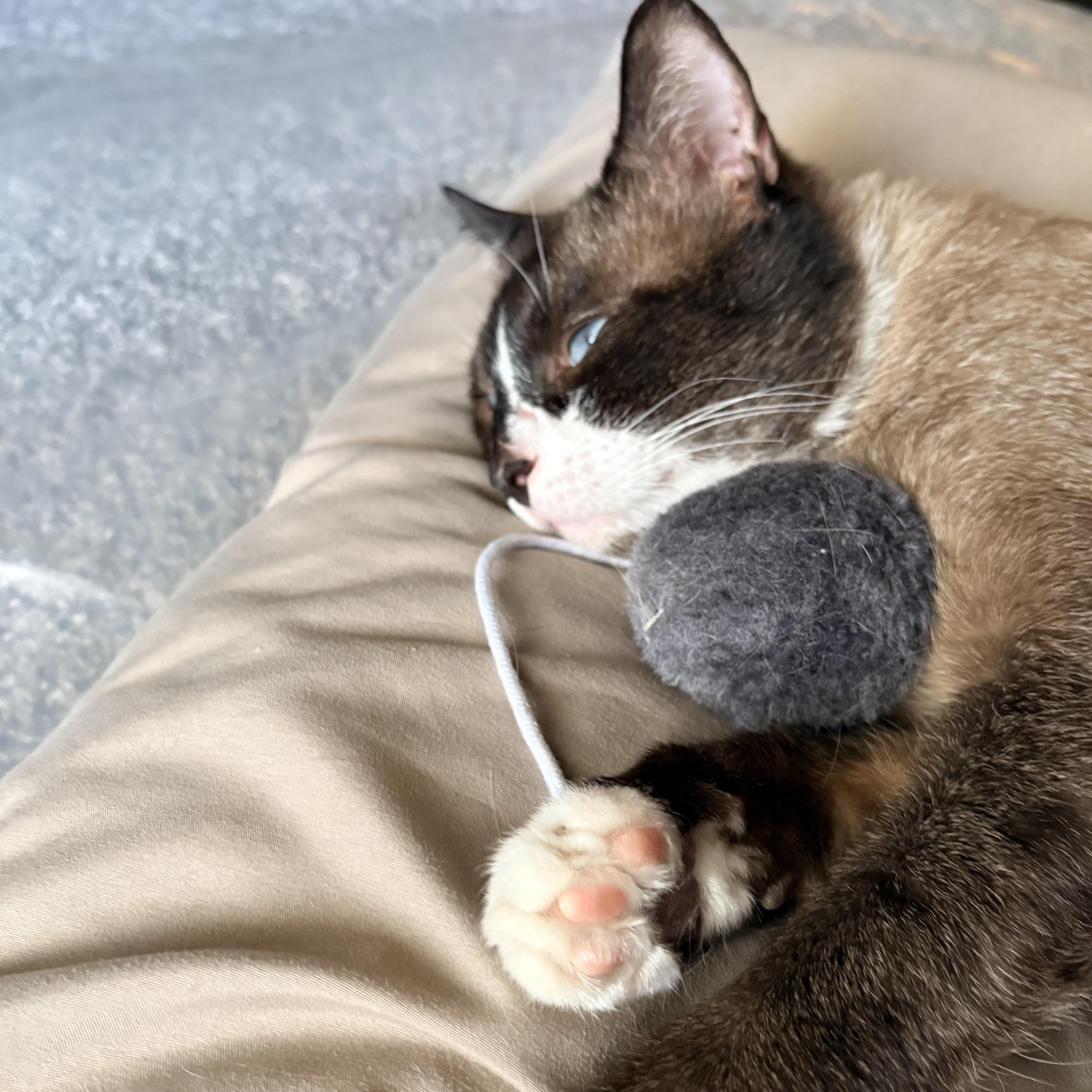 Enlarge Murphy, a ADOPTABLE Burmese in Queen Creek, AZ image 5/5