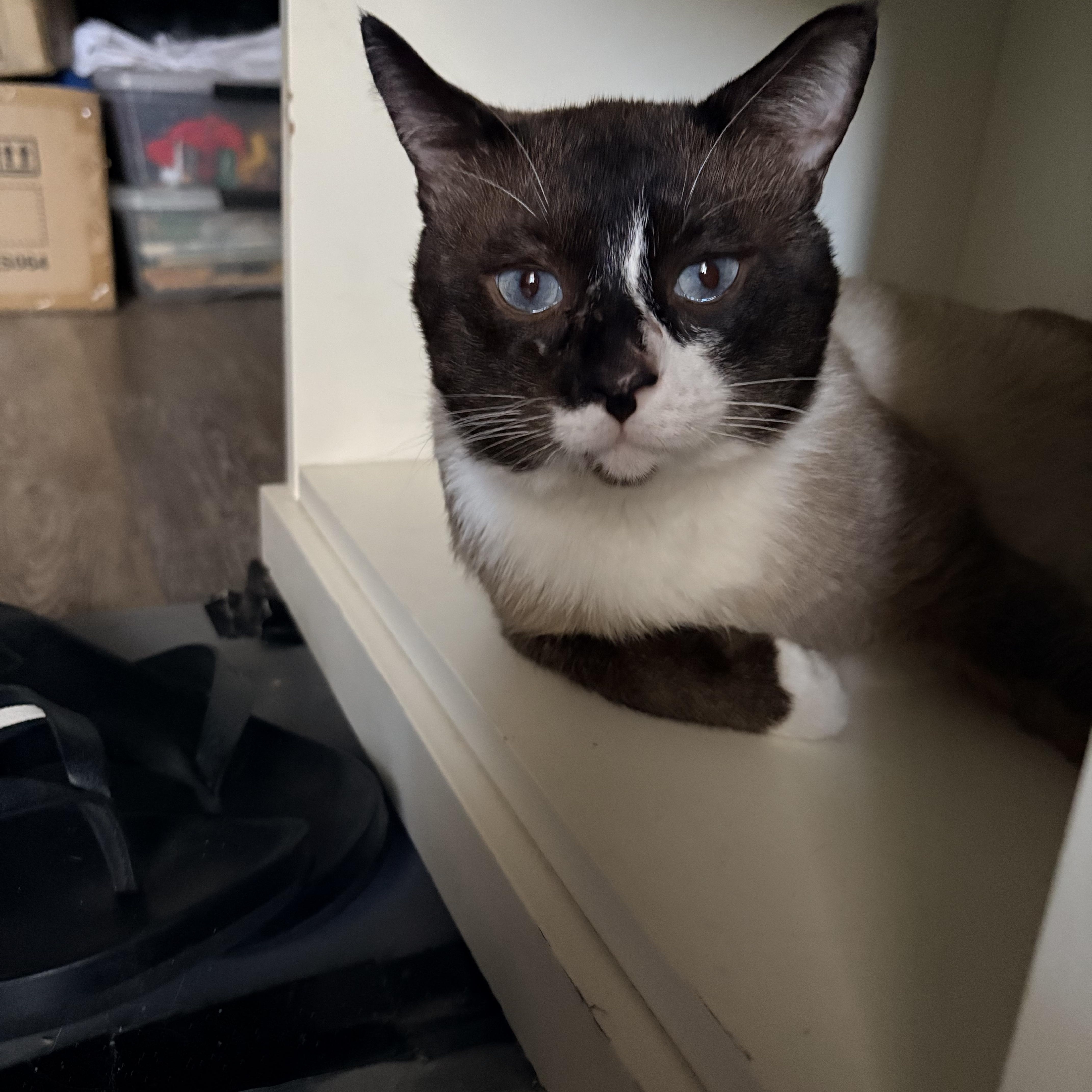 Enlarge Murphy, a ADOPTABLE Burmese in Queen Creek, AZ image 4/5