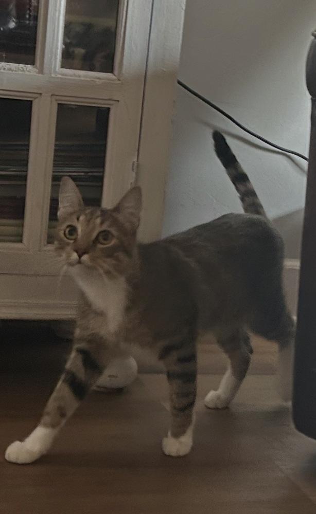 Enlarge Warrant, a Adoptable Domestic Short Hair in Blanchard, OK image 1/5