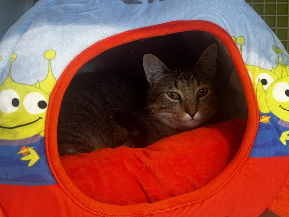 Enlarge Warrant, a Adoptable Domestic Short Hair in Blanchard, OK image 2/2