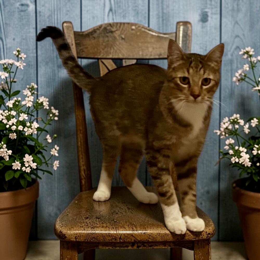 Enlarge Warrant, a Adoptable Domestic Short Hair in Blanchard, OK image 4/5