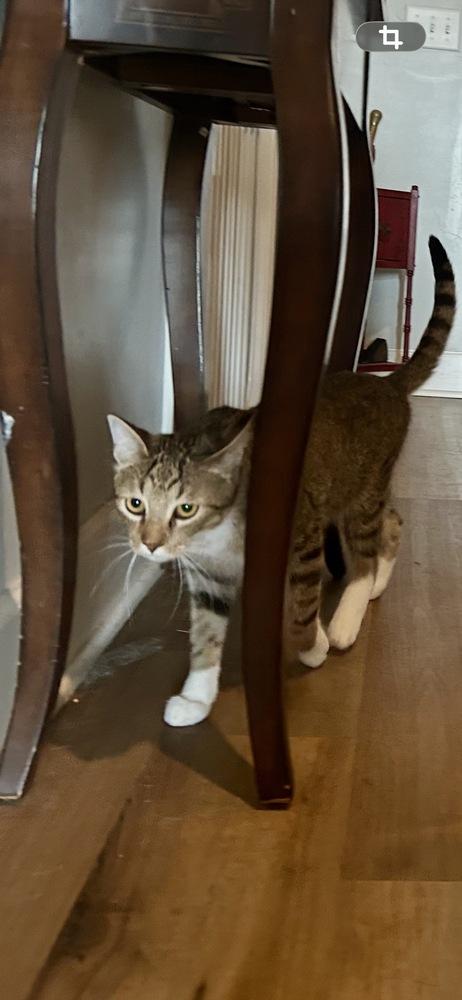 Enlarge Warrant, a Adoptable Domestic Short Hair in Blanchard, OK image 5/5