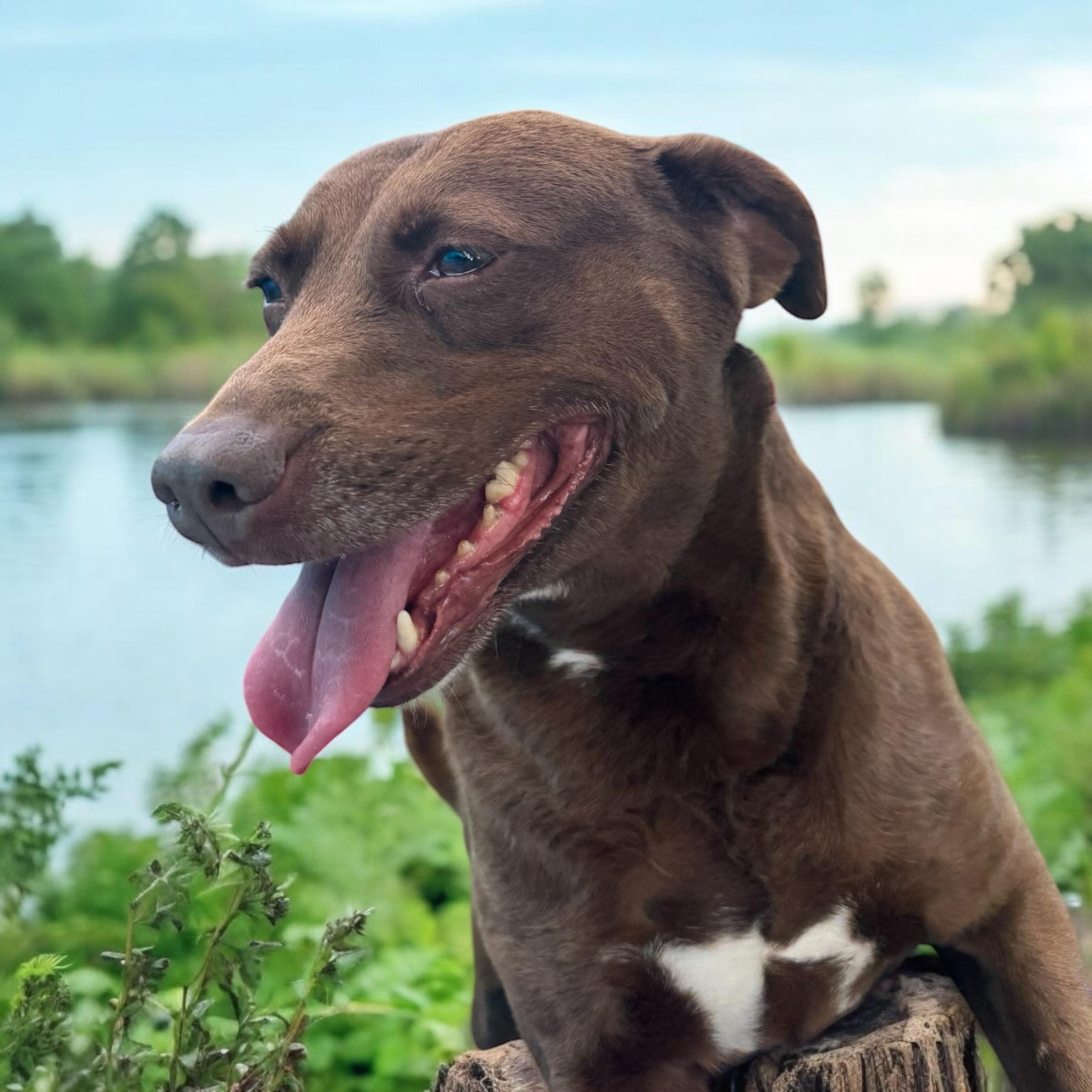 Enlarge Hazel, a Adoptable mixed breed in Williston, VT image 1/6