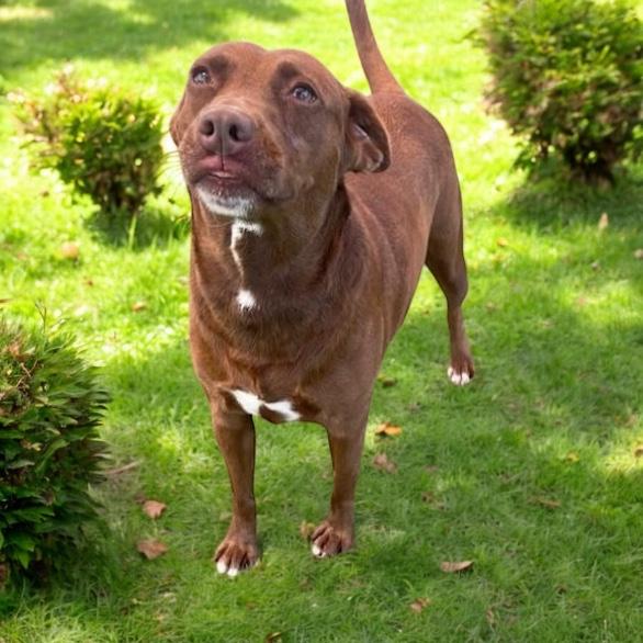 Enlarge Hazel, a Adoptable mixed breed in Williston, VT image 6/6