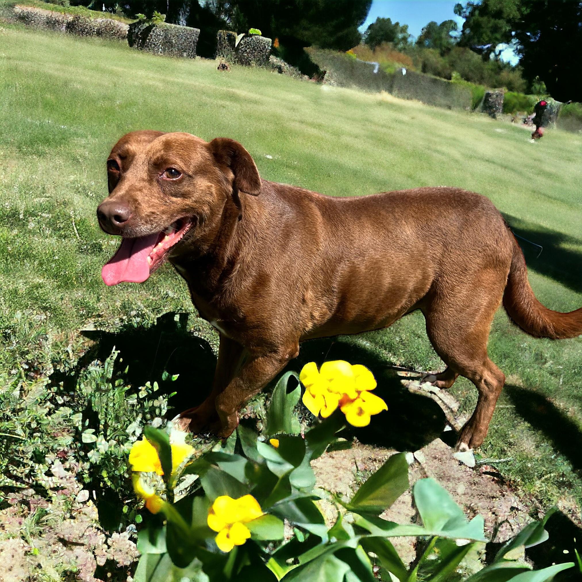 Enlarge Hazel, a Adoptable mixed breed in Williston, VT image 3/6