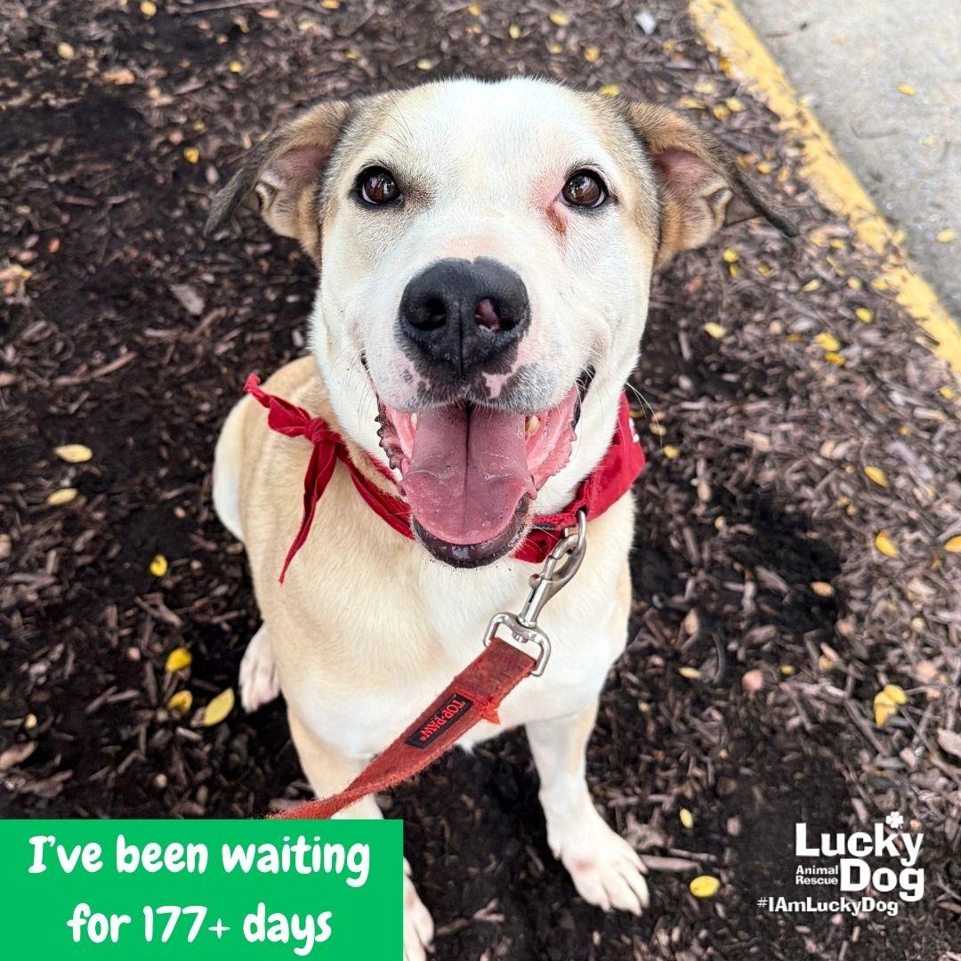 Ghost, Adoptable, Young Male American Bulldog.