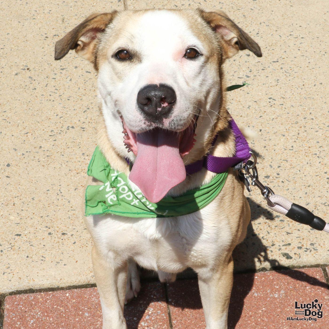 Ghost, Adoptable, Young Male American Bulldog.