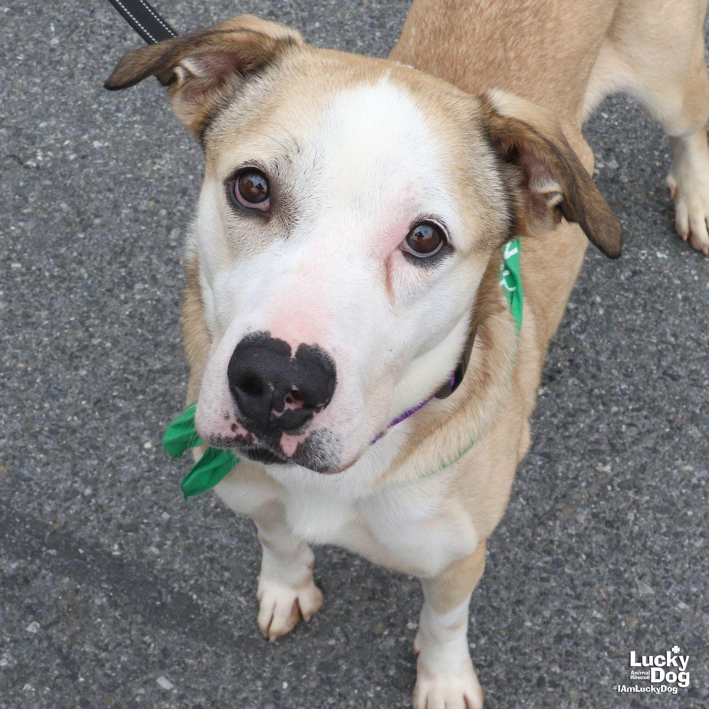 Ghost, a Adoptable American Bulldog in Washington, DC image 2/3