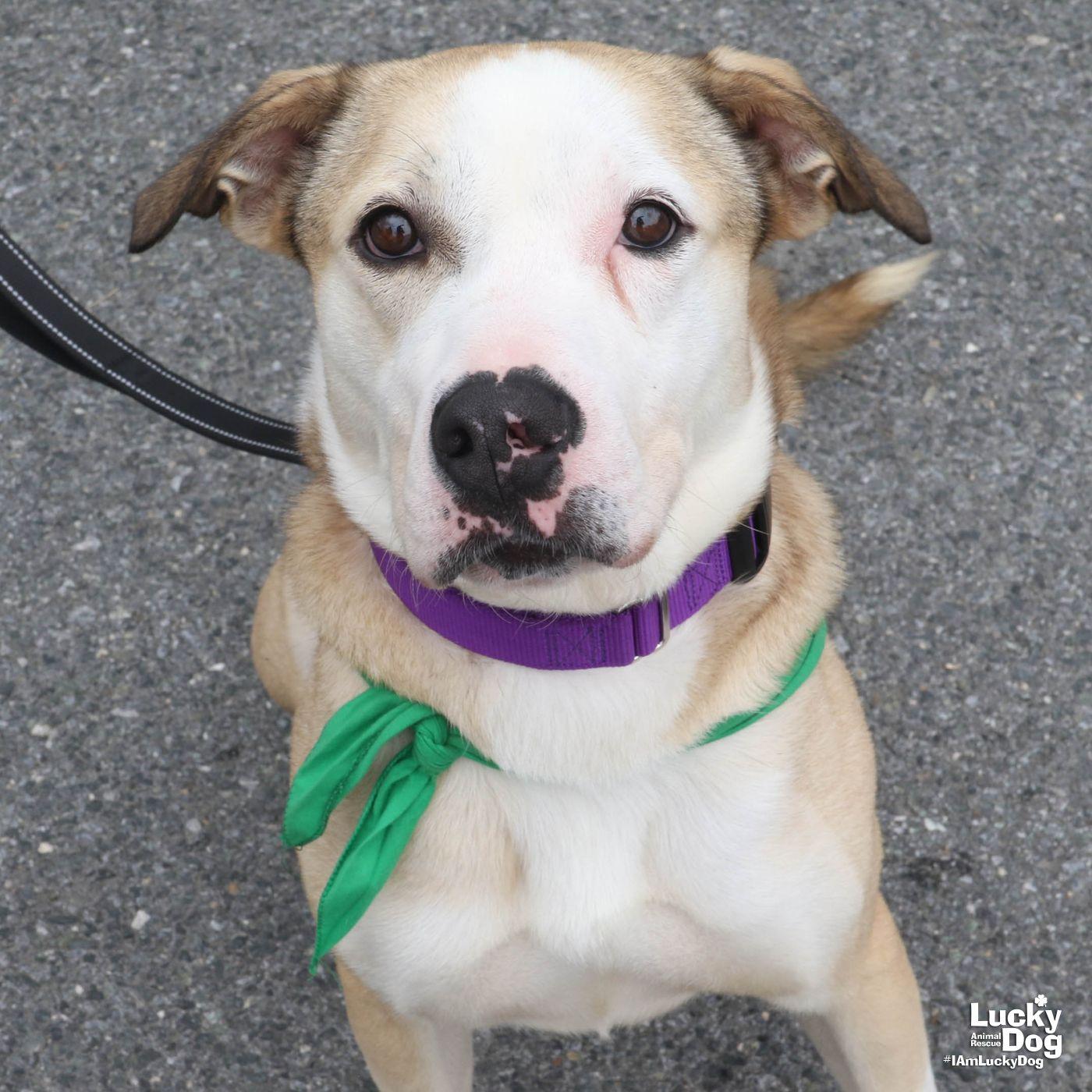 Ghost, a Adoptable American Bulldog in Washington, DC image 3/3