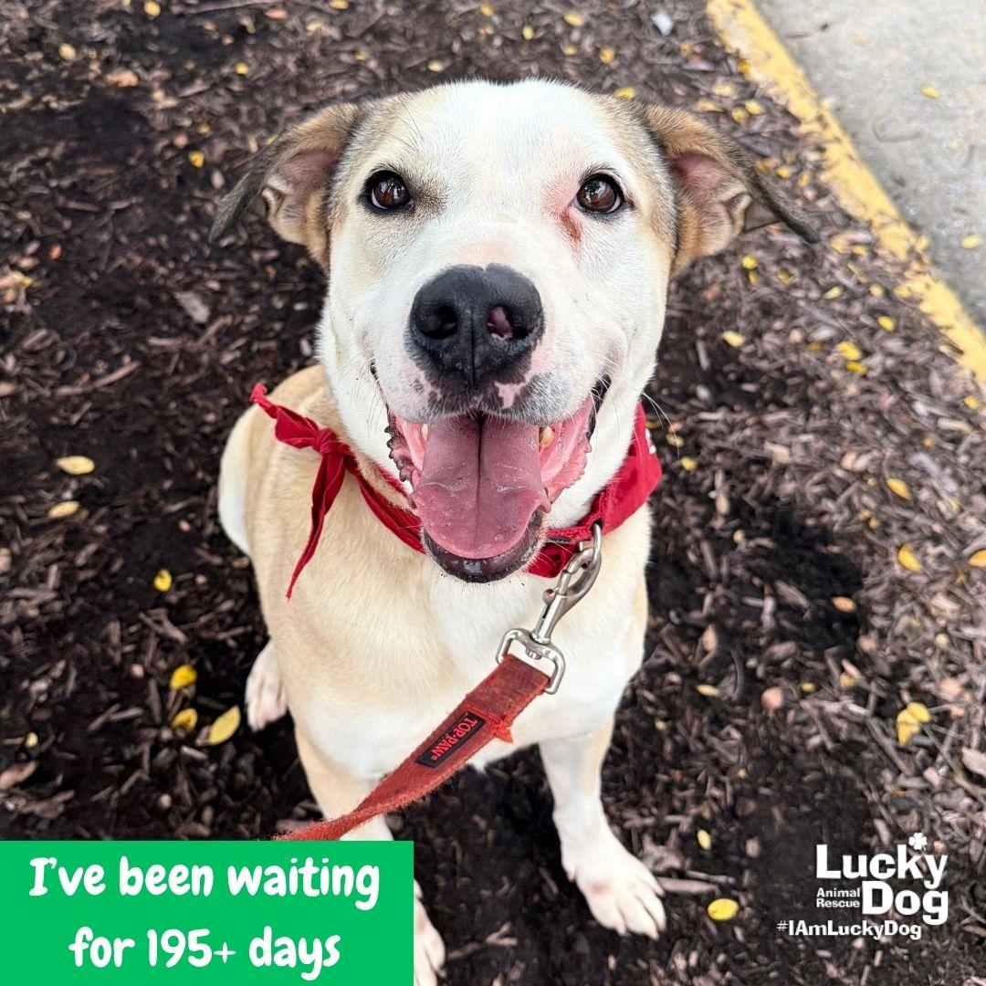Enlarge Ghost, a Adoptable American Bulldog in Washington, DC image 2/3