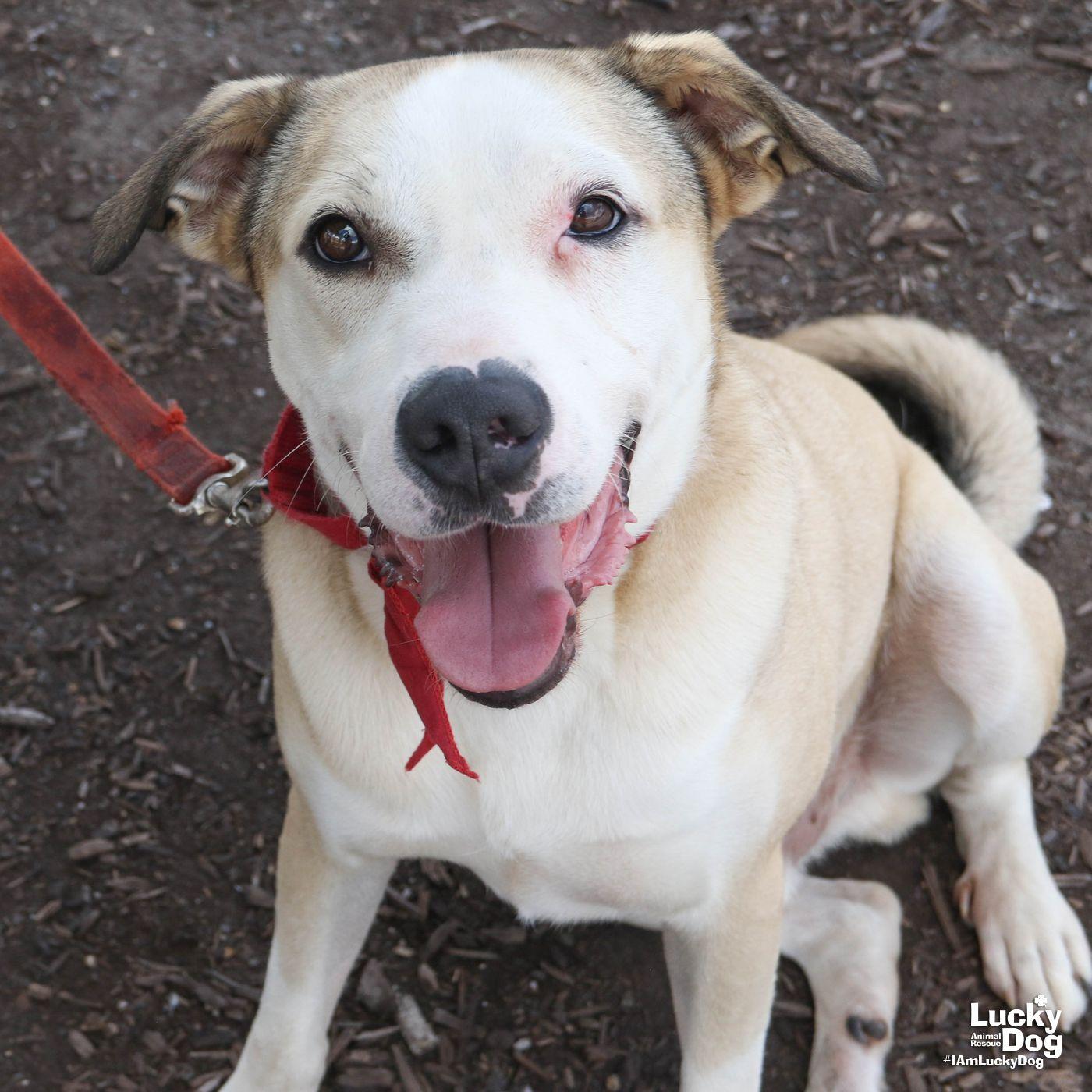 Enlarge Ghost, a Adoptable American Bulldog in Washington, DC image 3/3