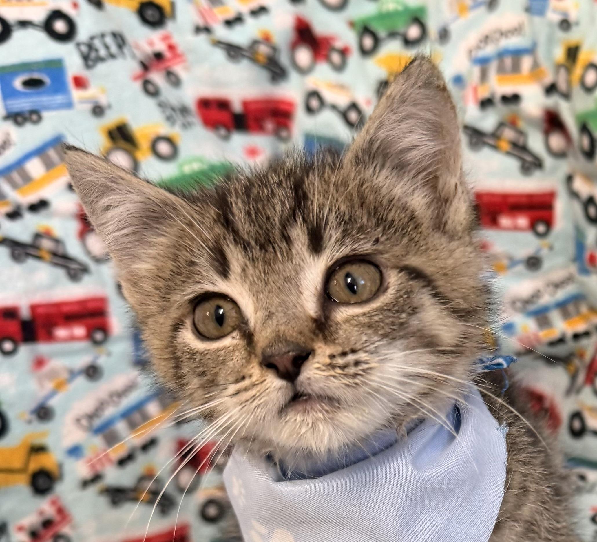 Teter, adopted, Kitten Male Tabby & Domestic Short Hair.