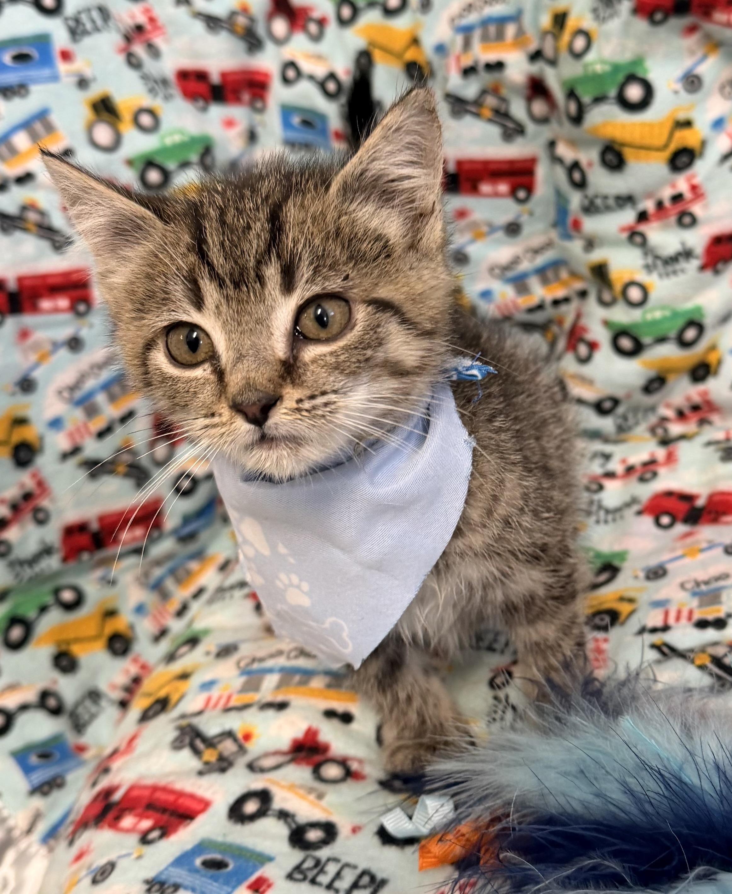 Teter, an adopted mixed breed in Pittsburgh, PA image 2/6