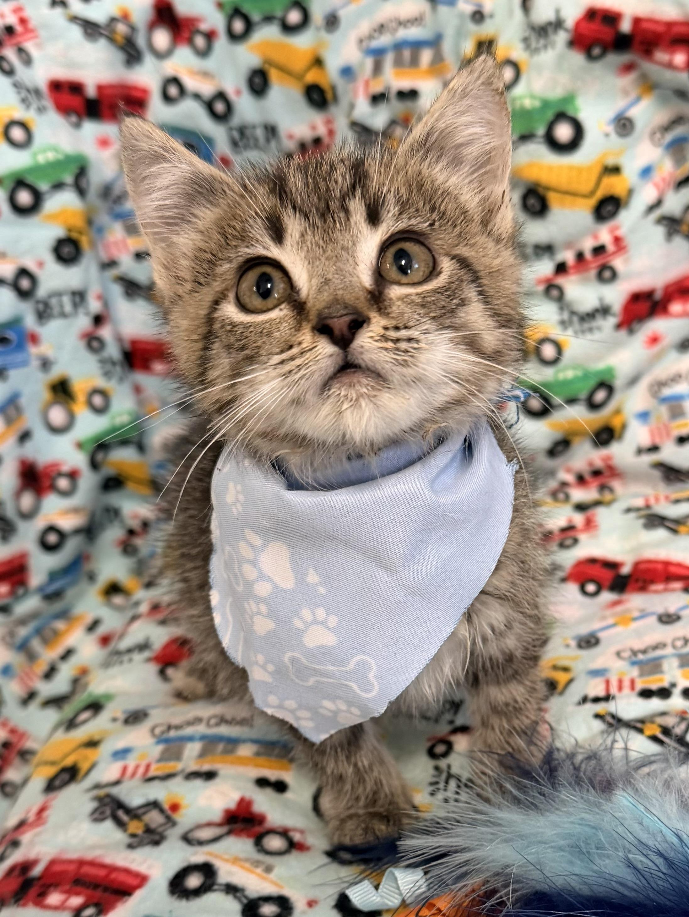 Teter, an adopted mixed breed in Pittsburgh, PA image 3/6