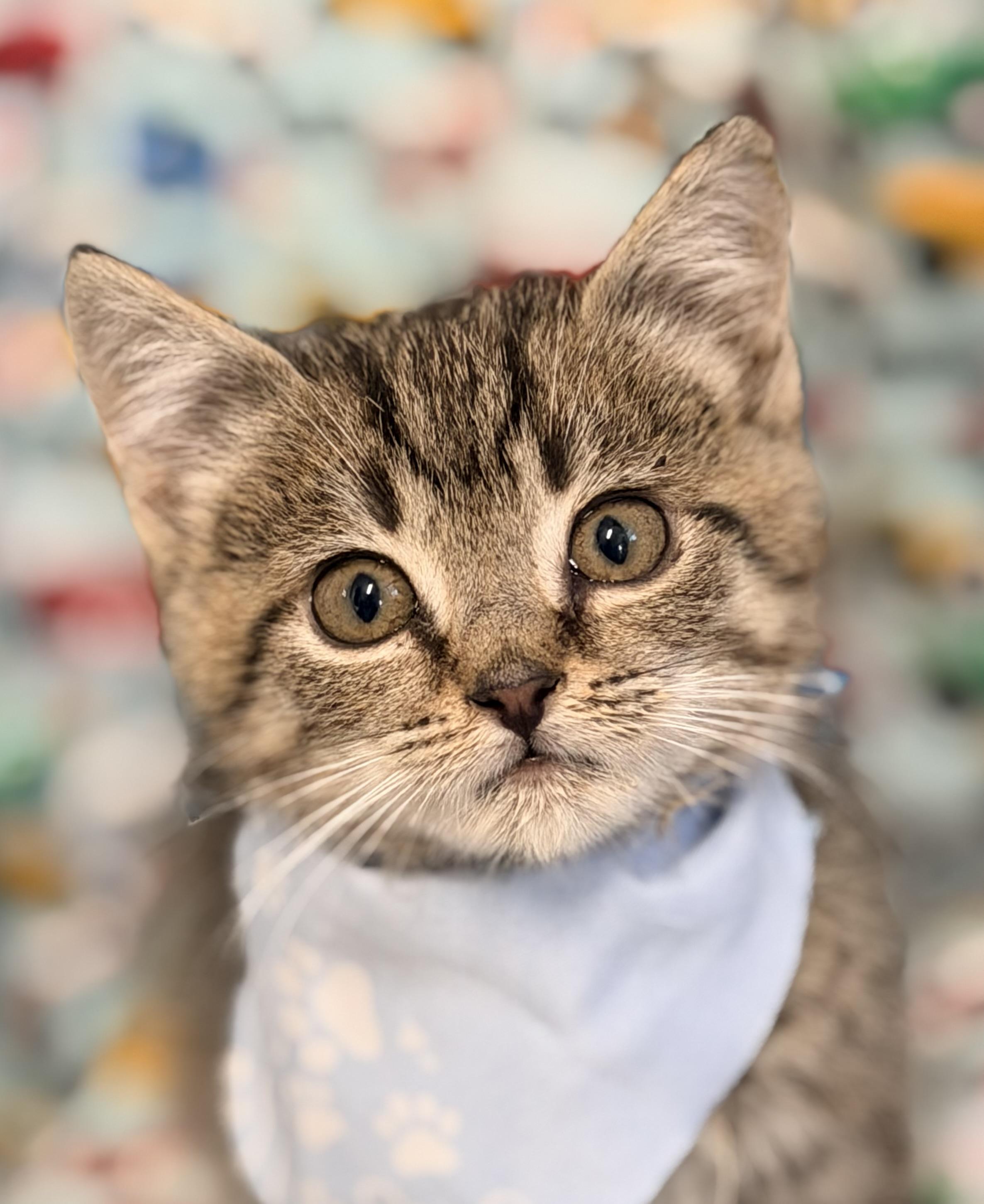 Teter, an adopted mixed breed in Pittsburgh, PA image 4/6